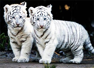 "새해 태어난 백호띠 여자아이 의약사 된다"