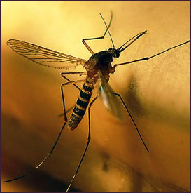 약국 모기기피제 취급 '주의보'…33품목 무더기 적발