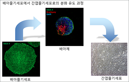 서울대-CJ, 심근 재생 줄기세포치료제 기술 개발