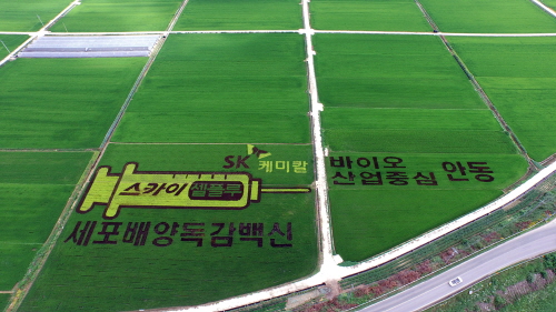 SK케미칼, 안동시와 '사랑의 벼농사' 활동