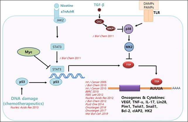 로펠바이오, 삼중음성유방암 혁신신약 도전장