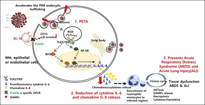 엔지켐, 'EC-18' 코로나19 치료제 가능성 시사
